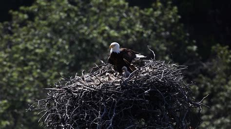 Free Images : nature, branch, wildlife, wild, beak, symbol, usa, eagle, california, fauna, bird ...