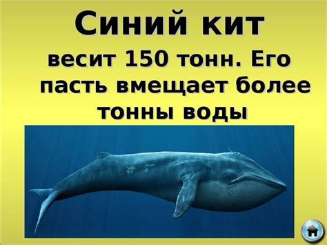 Сколько весит кит – интересные факты о весе китов