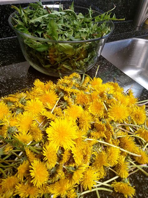 Healthy Ayurveda | Don’t spray that! It’s Medicine! [Dandelions]