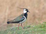 100 Birds Name in English & Hindi