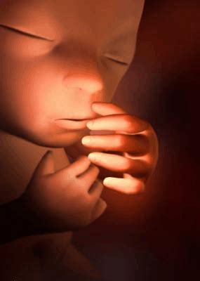 怀孕25周妈妈和胎儿的变化_word文档在线阅读与下载_免费文档