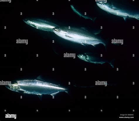 Young Adult Coho Salmon Stock Photo - Alamy