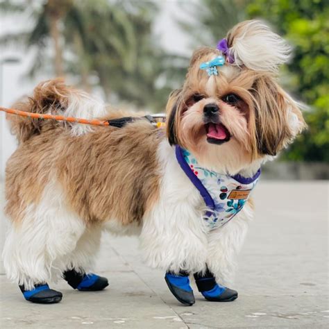 Zoof Plops – Zoof Pets