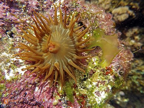 Seeanemone Lanzarote Bild bestellen - Naturbilder bei Wildlife Media