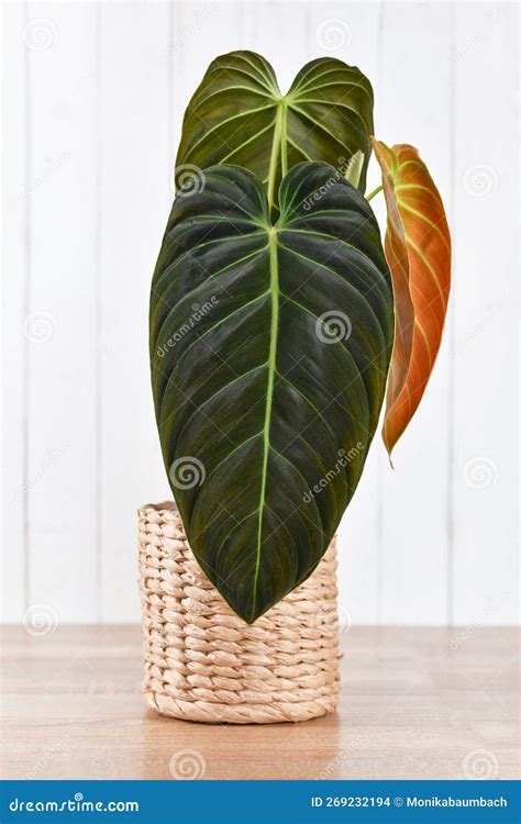 Tropical Philodendron Melanochrysum Houseplant with Long Velvet Leaves ...