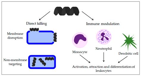 Antimicrobial Peptides—Mechanisms of Action, Antimicrobial Effects and Clinical Applications