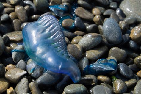 Blue-bottle-jelly.jpg | NIWA