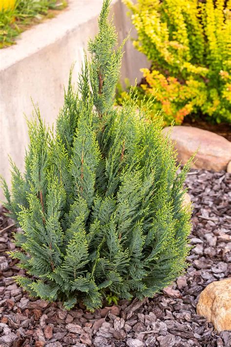 9 Narrow Evergreen Shrubs (with Pictures) - Plantglossary | Small ...