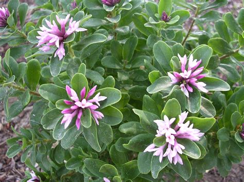 Daphne mantensiana 'Manten' | youngbloodnursery