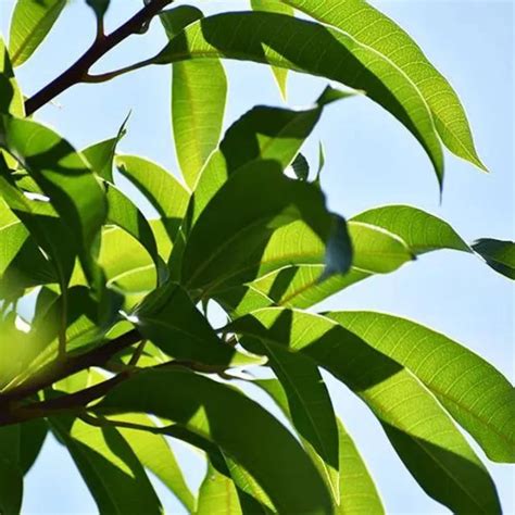 Amrapali Mango (Grafted) - Plant – Lalit Enterprise