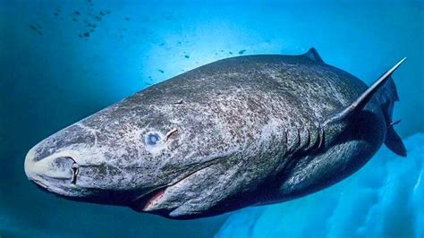 世界上最凶猛的鲨鱼 大白鲨仅排第二第一名十分强悍_动物之最_GIFQQ奇闻娱乐网