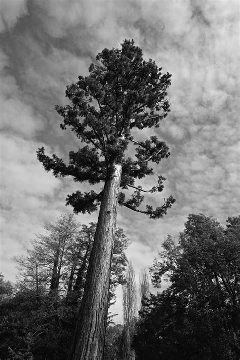 Image result for Dramatic Tree Images