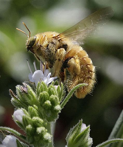 Valley Carpenter Bee