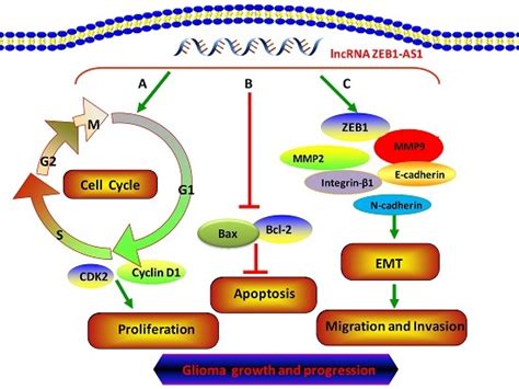 A Long Noncoding RNA ZEB1-AS1 Promotes Tumorigenesis and Predicts Poor ...