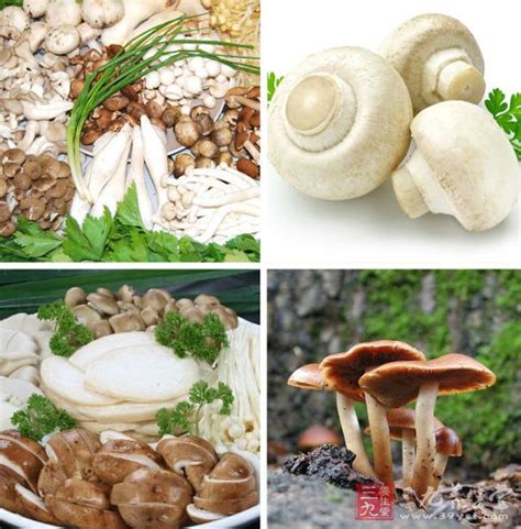 国家Ⅱ级重点保护珍稀濒危菌类植物：松口蘑（松茸） - 知乎