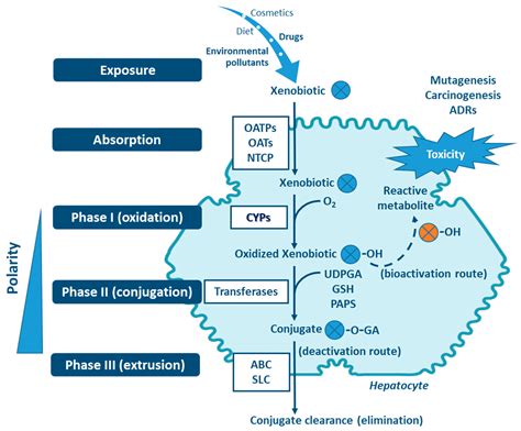 The Central Role of Cytochrome P450 in Xenobiotic Metabolism—A Brief Review on a Fascinating ...