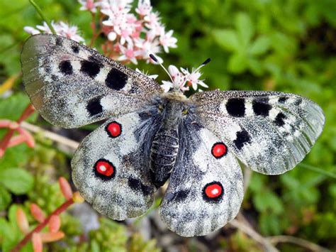 How the Apollo butterfly can save entire ecosystems
