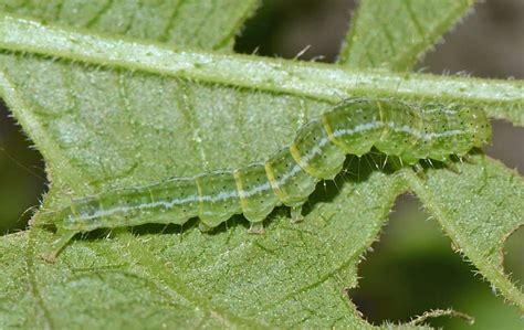 Insect Pests