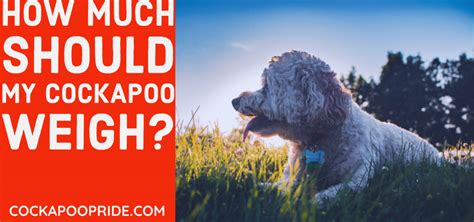 Cockapoo Weight Chart 的图像结果