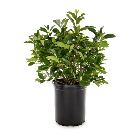 Lowe's Red Tip Photinia Screening Shrub in 3.58 -Gallon Pot 1 -Pack ...