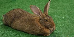 Image result for Flemish Giant Rabbit