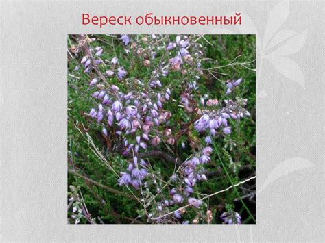 Семейство вересковые - презентация онлайн