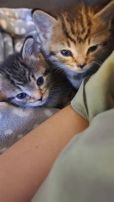 5 week old babies, how cute! : r/cats