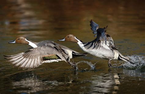 Can Duck Fly? Exploring The Flight Capability Of Ducks - Who Can Do What