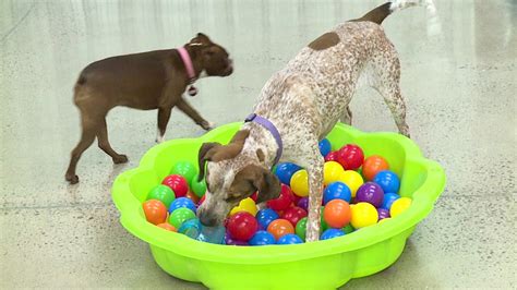 Dog day care pampering pups in Lackawanna County | wnep.com
