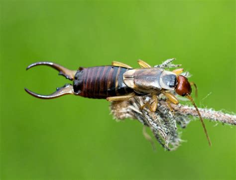 Can Earwigs Fly