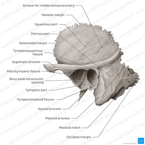 Petrous Part Of Temporal Bone Temporal Bone | Britannica