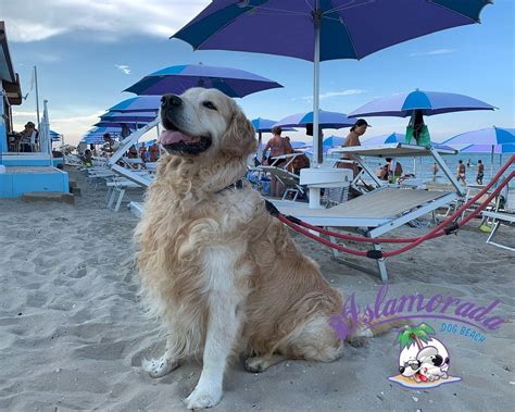 ISLAMORADA - DOG BEACH (2026) All You Need to Know BEFORE You Go (with ...