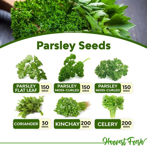 Parsley Leaves In Tagalog