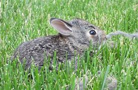 Image result for Super Cute Baby Bunny