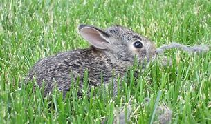 Image result for Baby Bunny Color