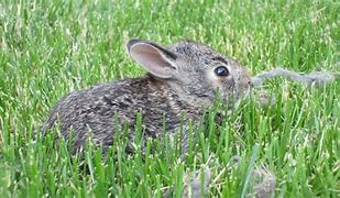 Image result for Tradescanthia Baby Bunny Bellies