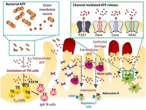 ATP as a Pathophysiologic Mediator of Bacteria-Host Crosstalk in the ...