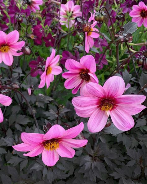 Dahlia - Mørkbladet - Stort utvalg av sommerblomster hos Hageland!