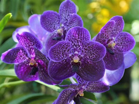 Buy Orchid plants online from Govt Approved Orchid Farm |Agribizz