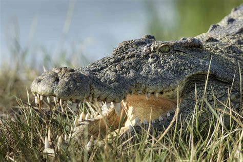 Most Dangerous Animal Ever