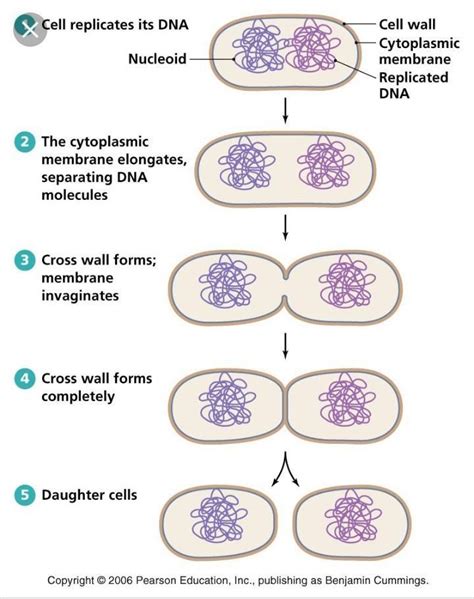 What do you understand by binary fission give suitable examples that ...
