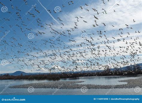 Snow geese migration stock photo. Image of flight, migrating - 114091898
