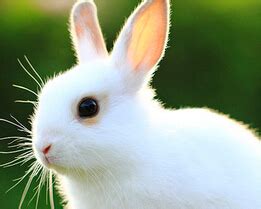 梦见白兔子 周公解梦之梦到白兔子 - 天天運勢