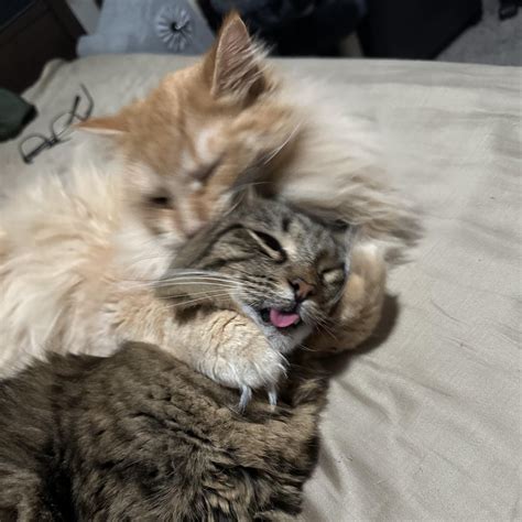 Image result for Knockout Cat Fighting Scripts