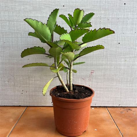 Ranapala ,Kidney Stone Plant,Air Plant, Kalanchoe Pinnata, Koppat, Ran ...
