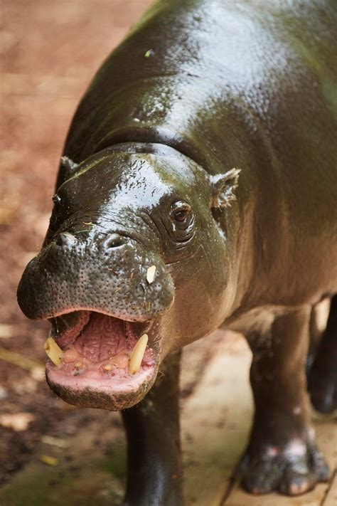 Pygmy Hippo: Lesser-known facts about the endangered species | Knowledge News - News9live