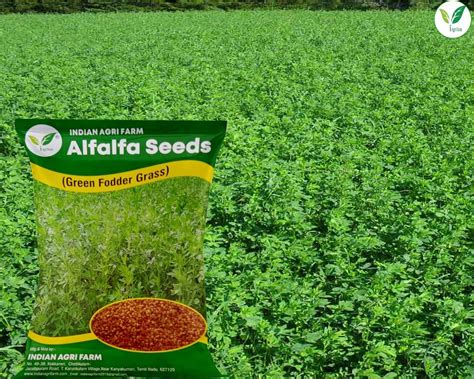Iagrifarm Legume Fodder Seeds - Each in 250 gram - Pack of 1 ...