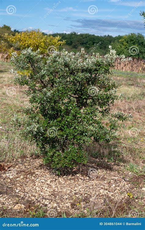 Truffle Farm, Cultivation of Black Winter Perigord Truffles Mushrooms ...