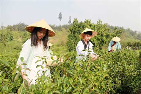 全州茶叶加工技术培训暨全国绿茶加工职业技能大赛湘西选拔赛举行