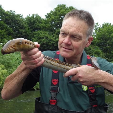 Do Lamprey Eels Attack Humans at Amanda Hackler blog